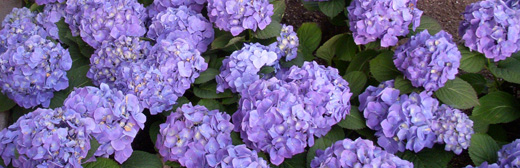 hydrangeai04a.JPG