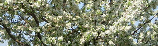 whitefruittreei04.jpg