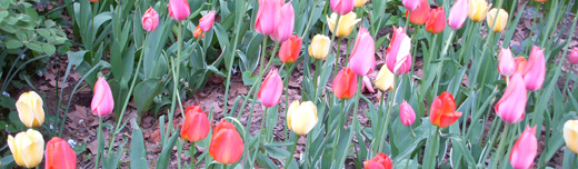 tulipsi04a.jpg