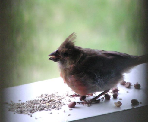 baby-cardinal.png